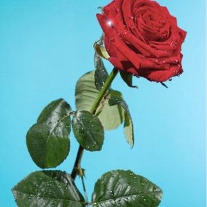 Meet your Posher, Kaya